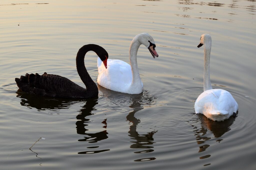 " white and 1 black swans floating in water